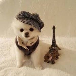 Meet your Posher, Wayne